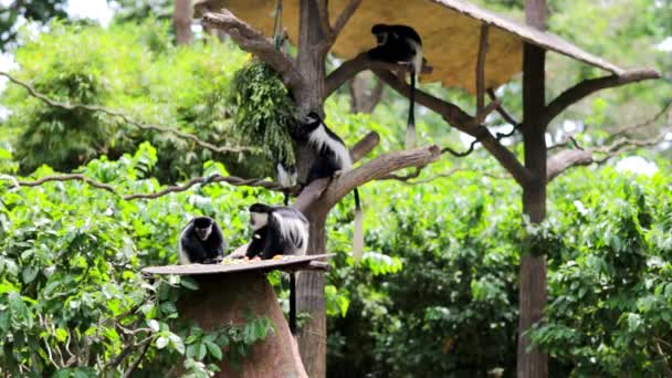 Macacos em Jardim Zoológico de Singapura — Vídeo de Stock