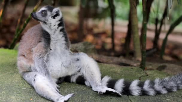 Lemur a Singapore Zoo — Video Stock