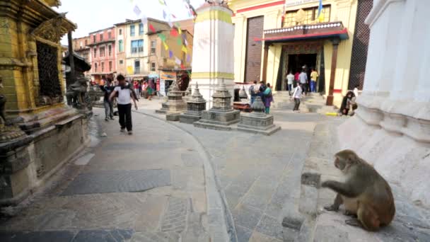 Μαϊμού στο Swayambhunath στο Κατμαντού — Αρχείο Βίντεο