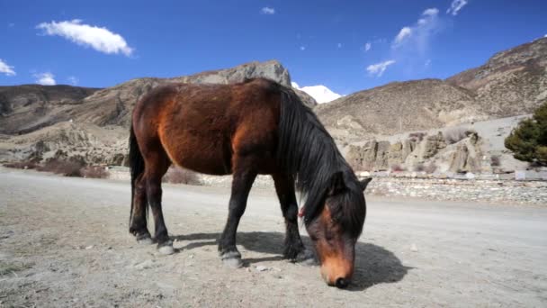 Pastoreo de caballos salvajes — Vídeo de stock