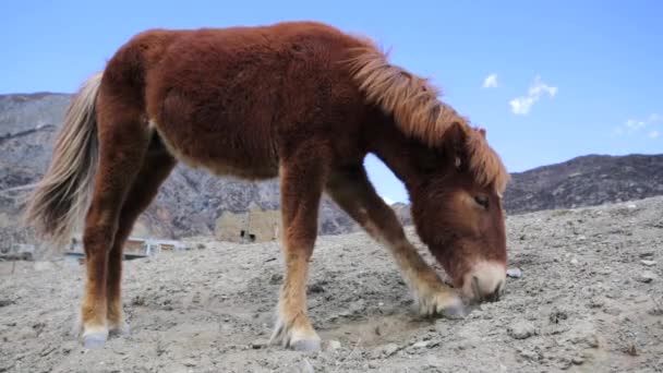 Wild horse pasturing — Stock Video