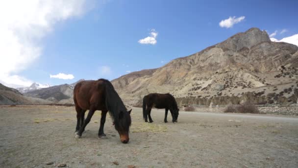 Wild horses pasturing — Stock Video