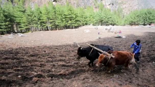 El hombre arada el campo de arroz — Vídeo de stock