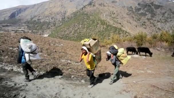 Porters carry heavy load — Stock Video