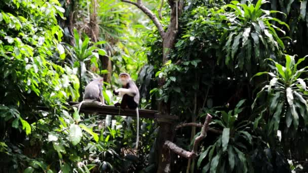 Macacos-duque-de-bico-vermelho — Vídeo de Stock