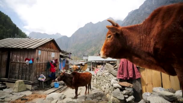 Vacas en una calle del pueblo — Vídeos de Stock