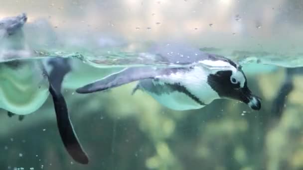 Humboldt penguenler Singapur Hayvanat Bahçesi — Stok video