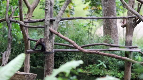 Kapucínský opice v Singapuru Zoo — Stock video