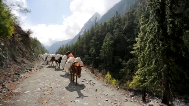 Caravana de burros llevar suministros — Vídeos de Stock