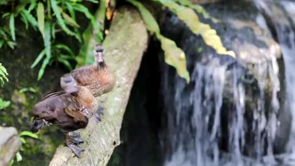 Ducks in Singapore Zoo — Stock Video