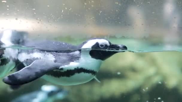 Humboldt pingviner i singapore zoo — Stockvideo