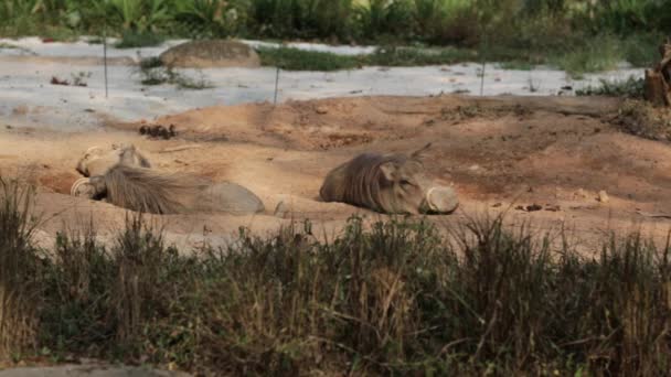 Warthogs en el Zoológico de Singapur — Vídeos de Stock