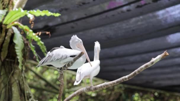 Pelicanos em Singapore Zoo — Vídeo de Stock