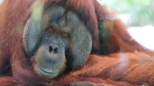 Orangután en el zoológico de Singapur — Vídeos de Stock