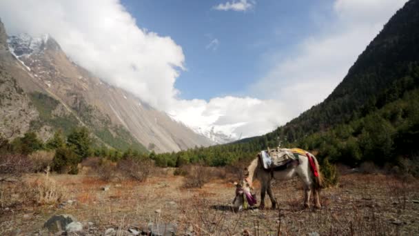 Little horse pasturing — Stock Video