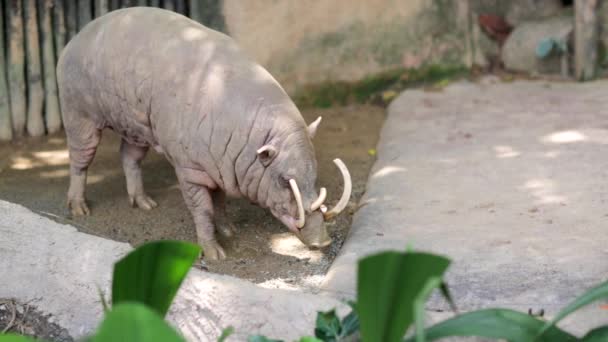 Babirussa en el Zoológico de Singapur — Vídeos de Stock