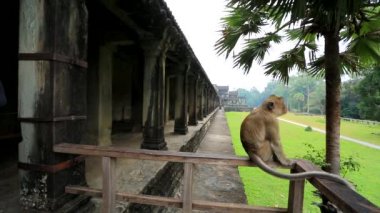 Angkor Wat Tapınağı'nda maymun