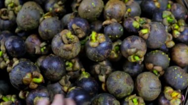 Olgun mor mangosteens seçme