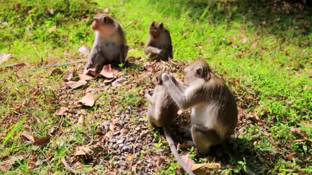 Maymun aile ormanda — Stok video
