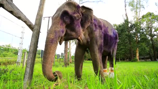 Vue rapprochée de l'éléphant malade 