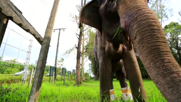 Vue rapprochée de l'éléphant malade 