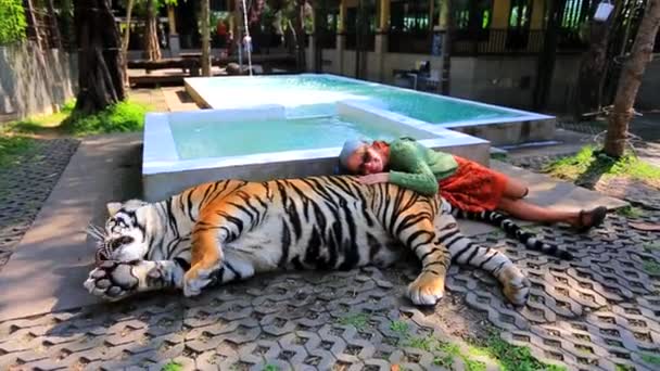 Donna turistica che accarezza la tigre. Chiang Mai, Thailandia — Video Stock