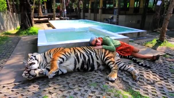 Mujer turista acariciando tigre. Chiang Mai, Tailandia — Vídeo de stock