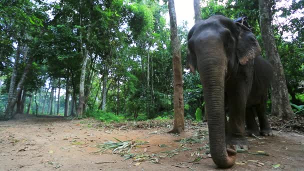 Слон для туристической поездки — стоковое видео