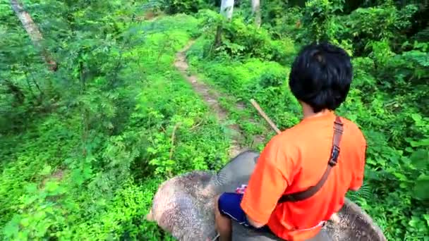 Mahout monte un éléphant — Video