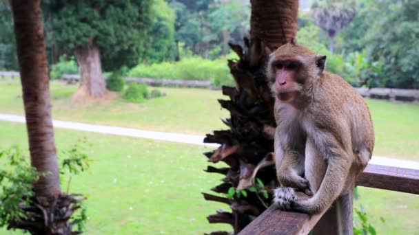 Apa på Angkor Wat templet — Stockvideo