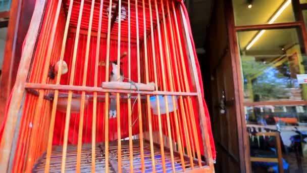 Bird in a cage — Stock Video