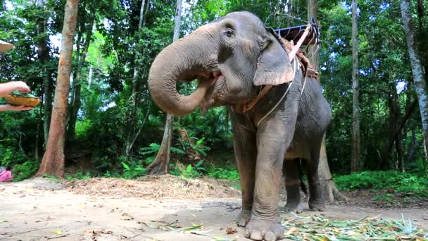 Tourist feeding elephant — Stock Video