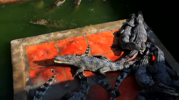 Krokodiler på gården — Stockvideo