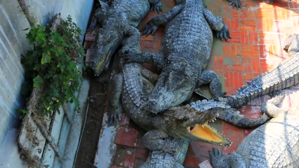 Crocodilos na fazenda — Vídeo de Stock