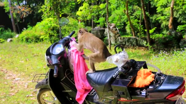 Macaque rouba pacote de turista — Vídeo de Stock