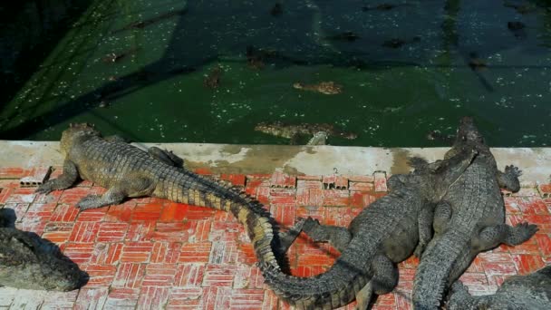 Crocodilos na fazenda — Vídeo de Stock