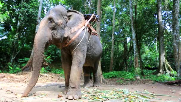 Rida elefant för turister — Stockvideo