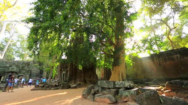 Turister besöker Ta Prohm-templet — Stockvideo