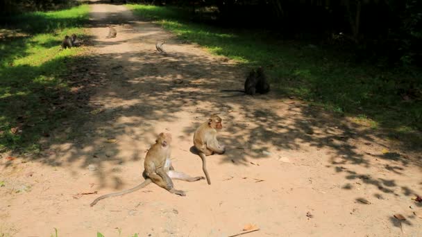 Aap familie in jungle — Stockvideo