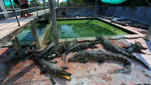 Krokodýli na farmě — Stock video