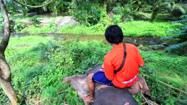 Mahout rides an elephant — Stock Video