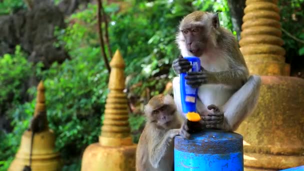 Macaco tentando comer creme solar — Vídeo de Stock