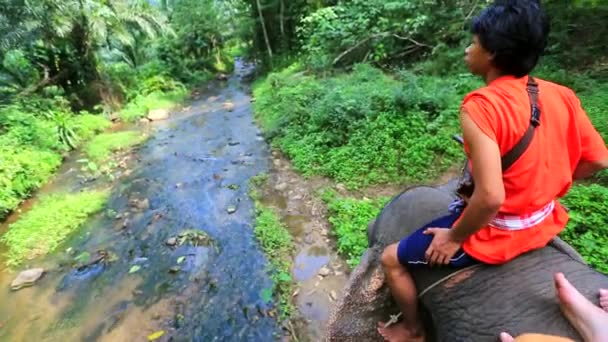 Mahout rides an elephant — Stock Video