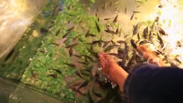 Очистка кожи ноги рыбы — стоковое видео