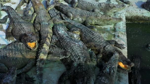 Crocodilos na fazenda — Vídeo de Stock