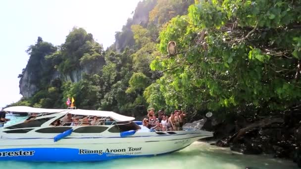 Turistas alimentam macacos — Vídeo de Stock