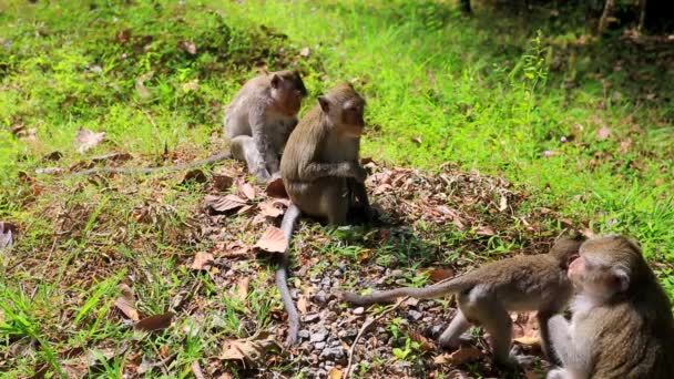 Monkey family in jungle — Stock Video