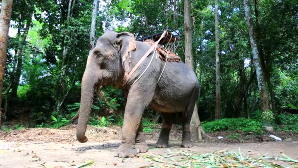 Elephant for tourist ride — Stock Video