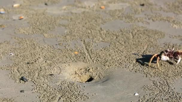 Zblízka krab na písku — Stock video