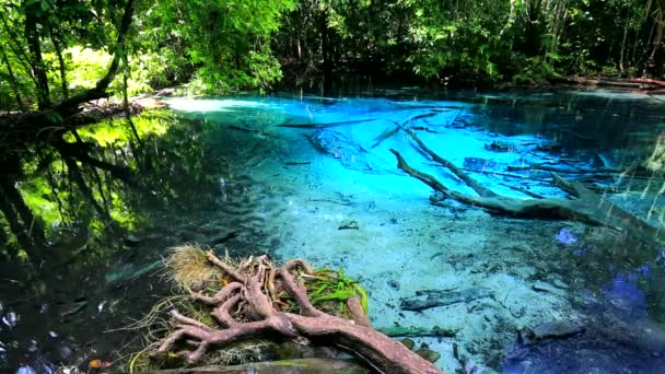 Piscina azul en la selva — Vídeos de Stock